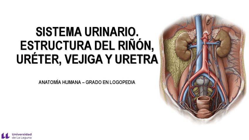 Miniatura del documento T16.-Sistema-urinario.-Estructura-de-rinon-ureter-vejiga-y-uretra.pdf