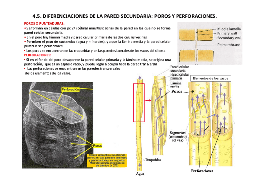 Miniatura del documento Tema-01-La-celula-vegetal.pdf