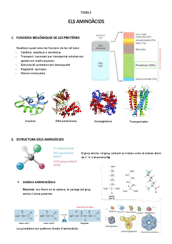 Miniatura del documento els-aminoacids-T.2.pdf
