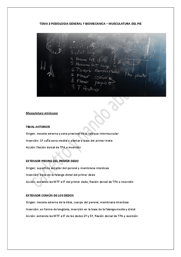 Miniatura del documento TEMA 3 PODOLOGIA GENERAL-(Parte Aurora).pdf