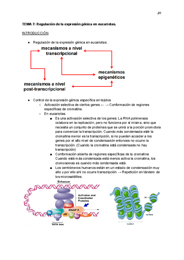 Miniatura del documento TEMA-7-Regulacion-de-la-expresion-genica-en-eucariotas-1.pdf
