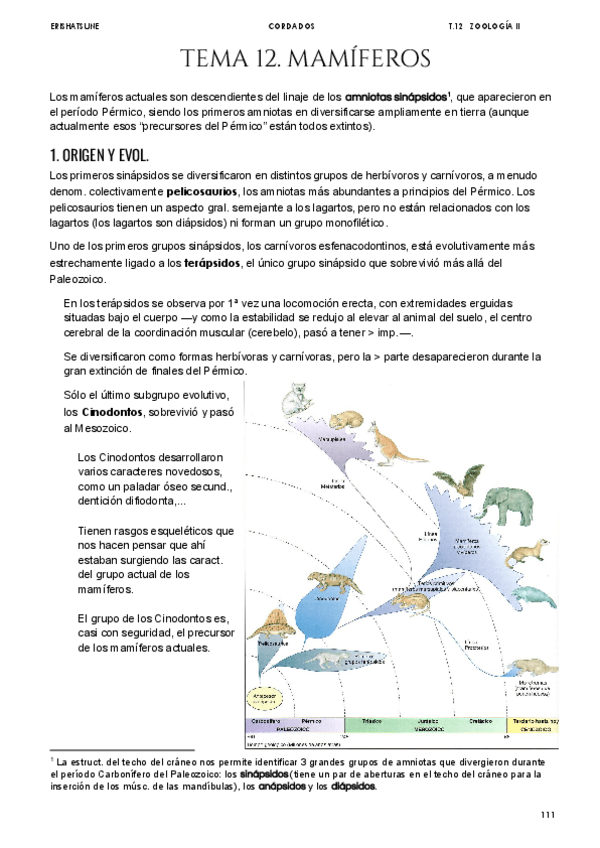Miniatura del documento Tema-12-Mamiferos.pdf
