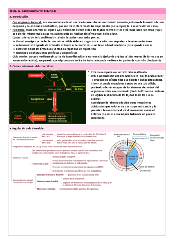 Miniatura del documento Tema-14.-Carcinogenesis-tumoral.pdf