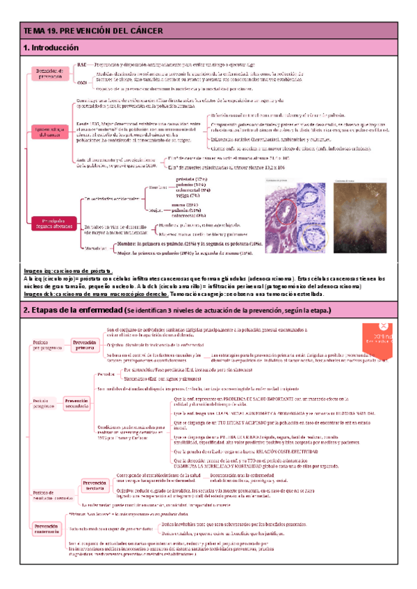 Miniatura del documento TEMA-19.-Prevencion-del-cancer.pdf
