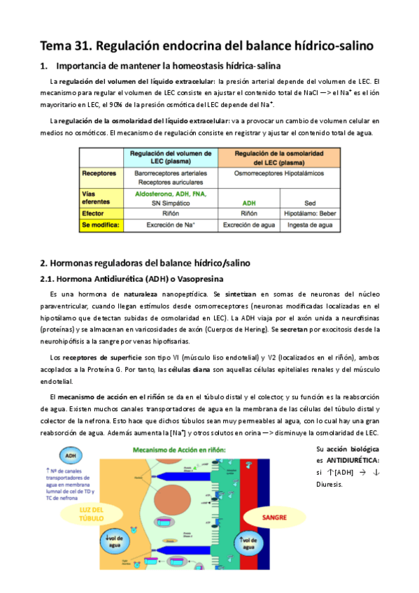Miniatura del documento MT31. Regulación endocrina del balance hídrico-salino.pdf