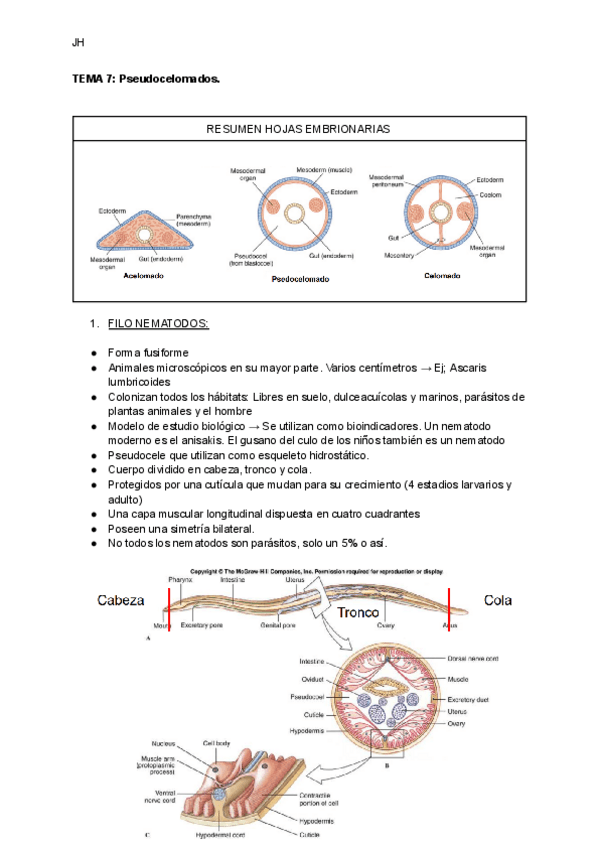 Miniatura del documento TEMA-7-Pseudocelomados.pdf