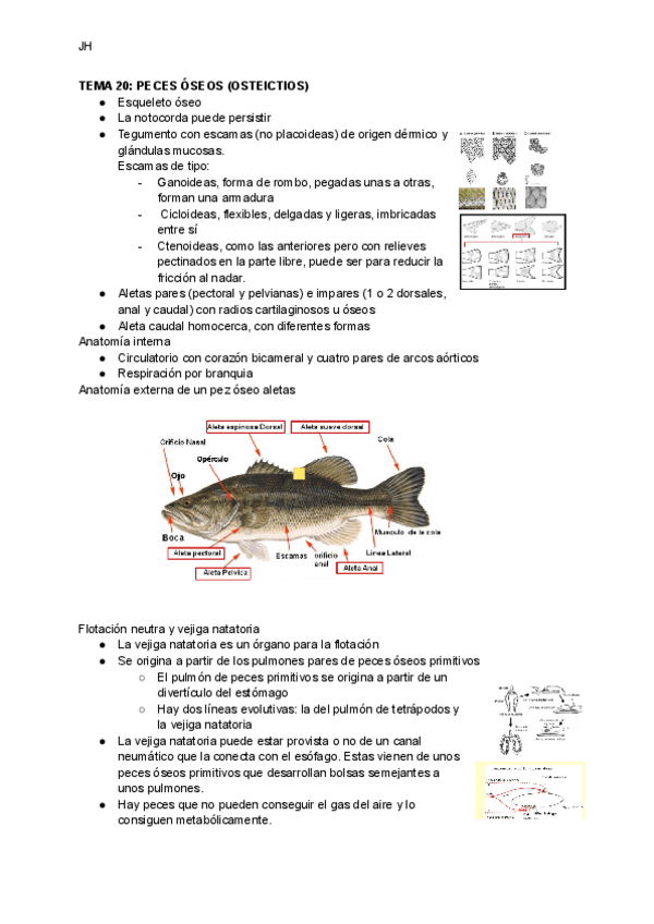 Miniatura del documento TEMA-20-PECES-OSEOS-OSTEICTIOS.pdf