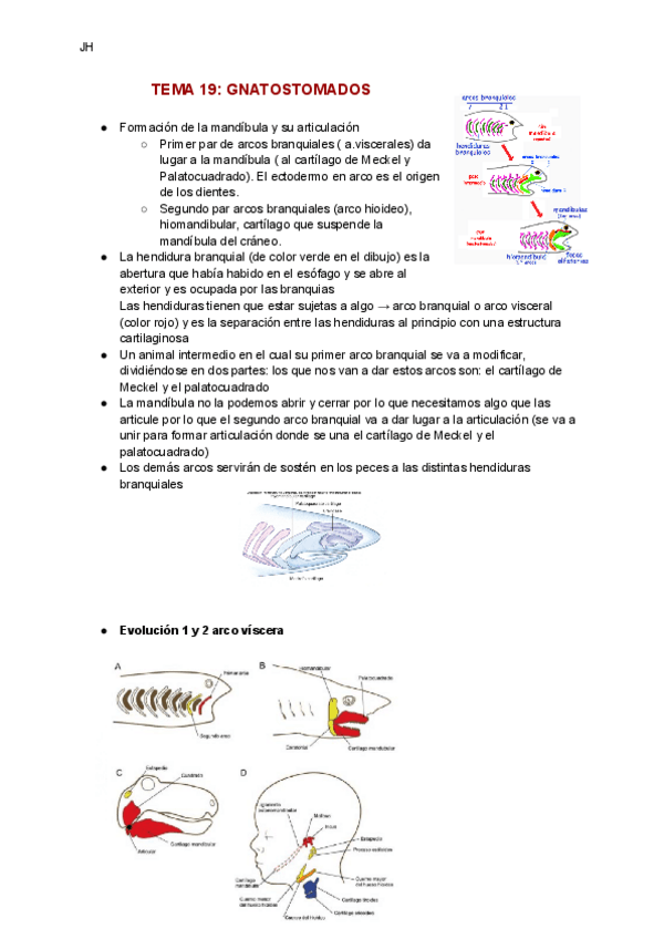 Miniatura del documento TEMA-19-GNATOSTOMADOS.pdf