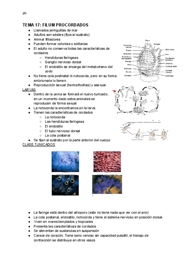Miniatura del documento TEMA-17-FILUM-PROCORDADOS.pdf