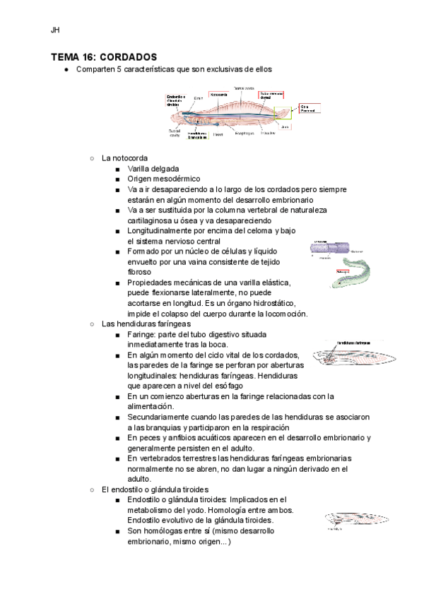 Miniatura del documento TEMA-16-CORDADOS.pdf