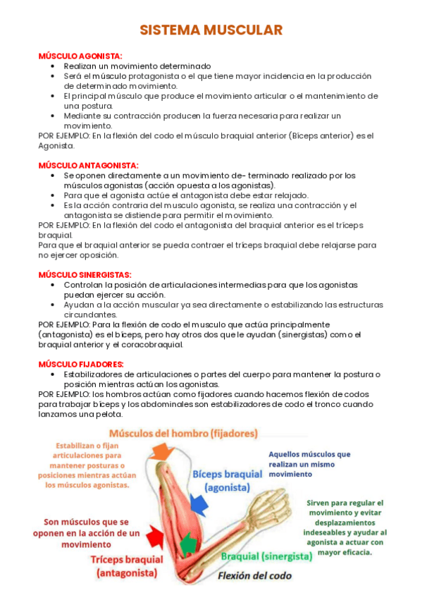 Miniatura del documento SISTEMA-MUSCULAR-Agonista-Antagonista-Sinergista-Y-fijadores.pdf