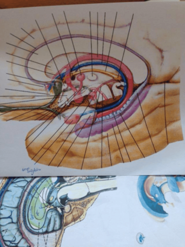 Miniatura del documento NEUROANATO-2o-PARCIAL.pdf