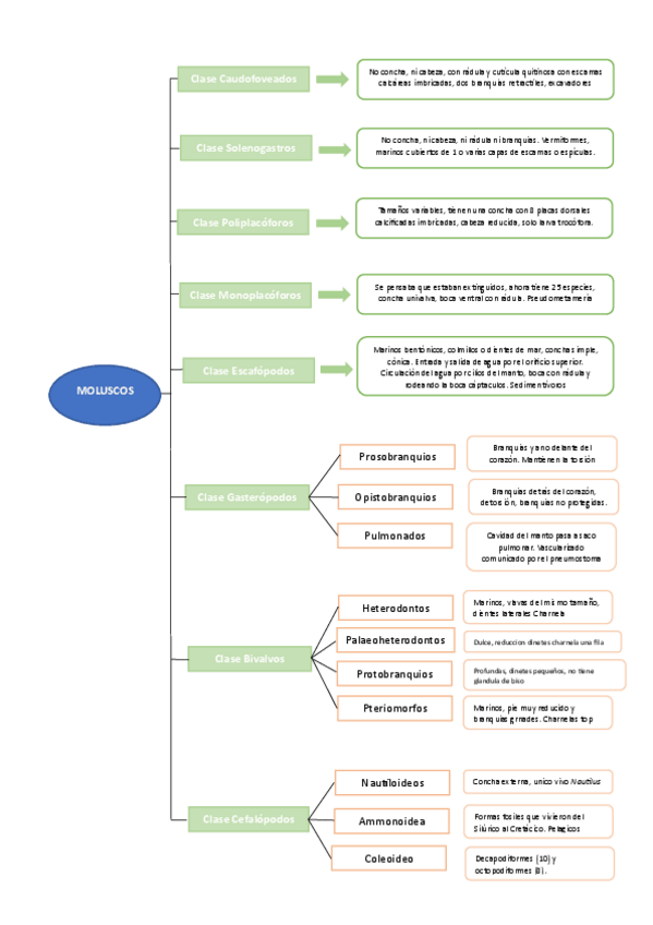 Miniatura del documento Esquema-moluscos.pdf