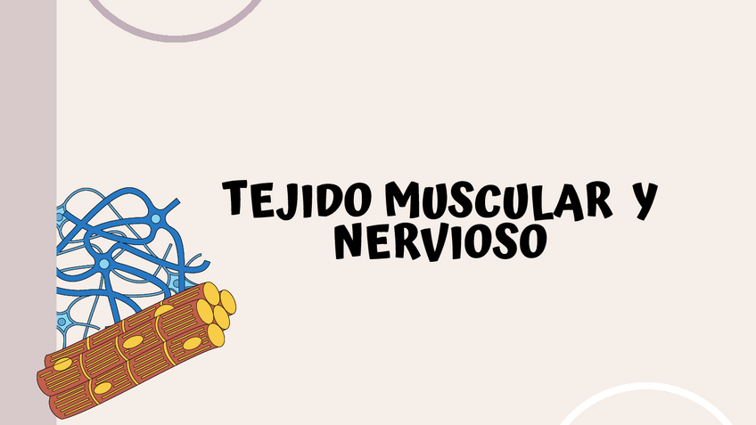 Miniatura del documento Tejido-muscular-y-nervioso.pdf