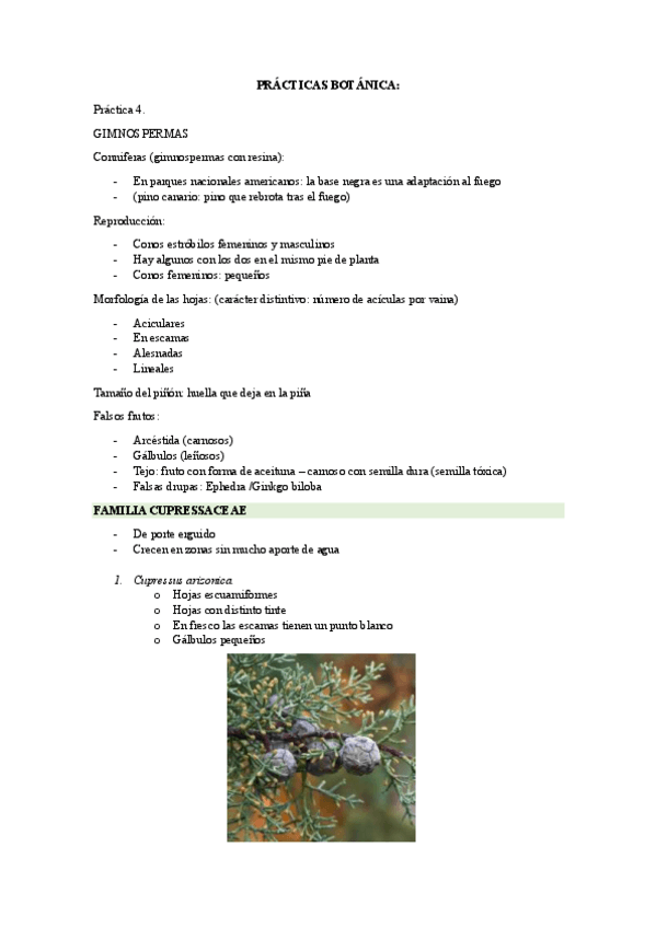 Miniatura del documento PRACTICAS-BOTANICA2024.pdf