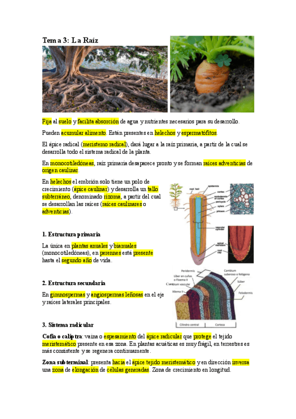 Miniatura del documento T3.-RAIZ.pdf