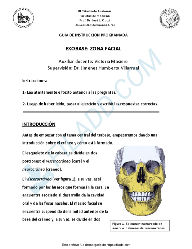Miniatura del documento exobase-zona-facial-nuevo.pdf