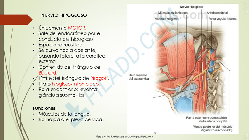 Miniatura del documento FARINGE2-1merged-2.pdf