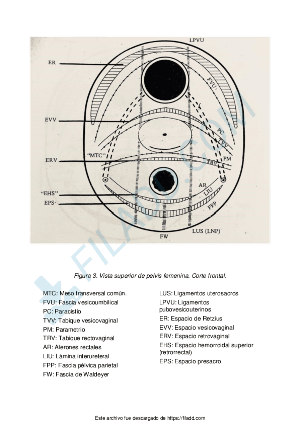 Miniatura del documento FARINGE2-1merged-5.pdf