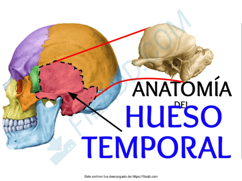 Miniatura del documento hueso-temporal.pdf
