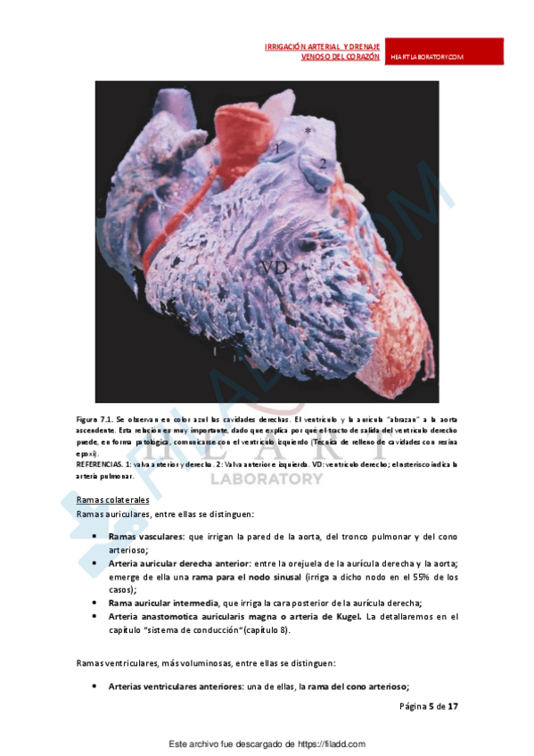 Miniatura del documento LINFATICOS-MSmerged-2.pdf