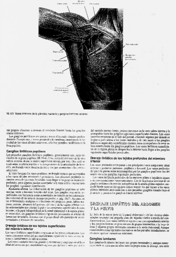 Miniatura del documento LINFATICOS-MSmerged-4.pdf