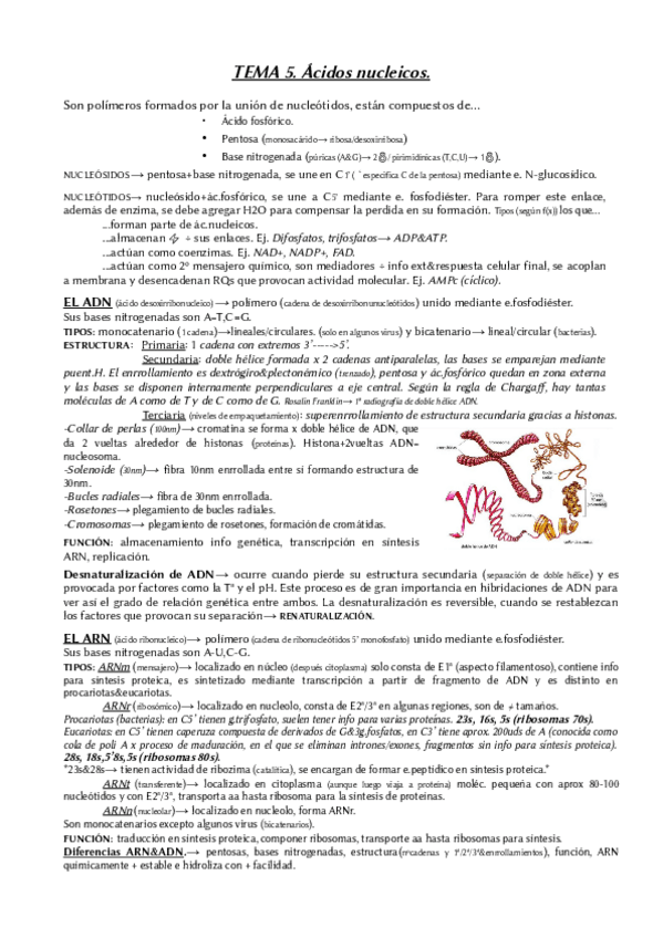 Miniatura del documento Tema-5-biologia-2oBACH.pdf