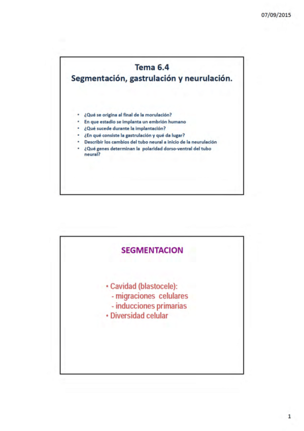 Miniatura del documento 285029Lec-6.4-Segmentacion-gastrulacion-y-neurulacion-2x.pdf