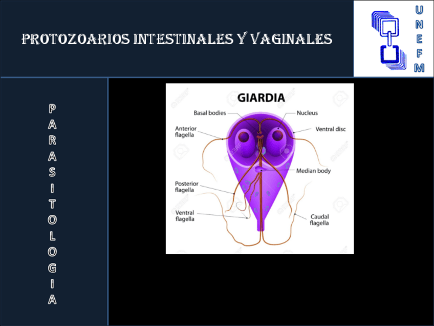 Miniatura del documento PARASITOLOGIA.pdf