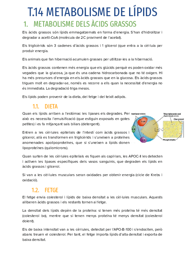 Miniatura del documento T.14-METABOLISME-DE-LIPIDS.pdf