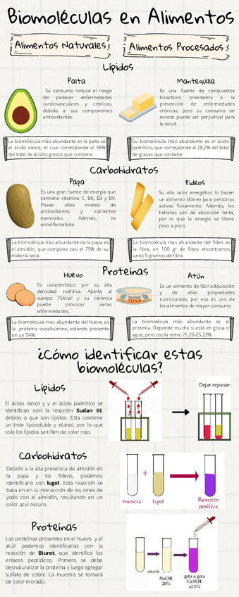 Miniatura del documento Infografia-biomoleculas-en-los-alimentos.-Practica.pdf
