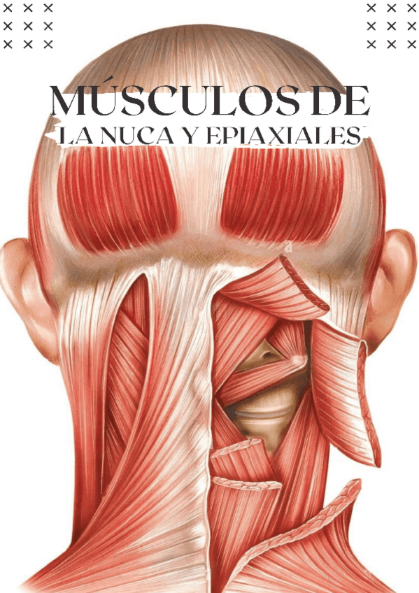 Miniatura del documento musculos-de-la-nuca-y-medula-espinal.pdf