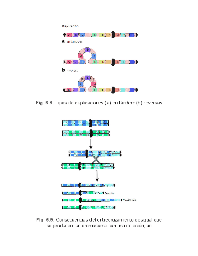 Miniatura del documento Genetica-Humana-X.pdf