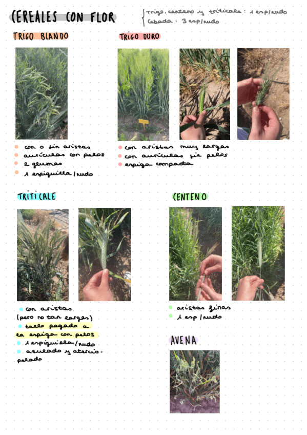 Miniatura del documento PL7.-Cereales-planta-con-espiga.pdf