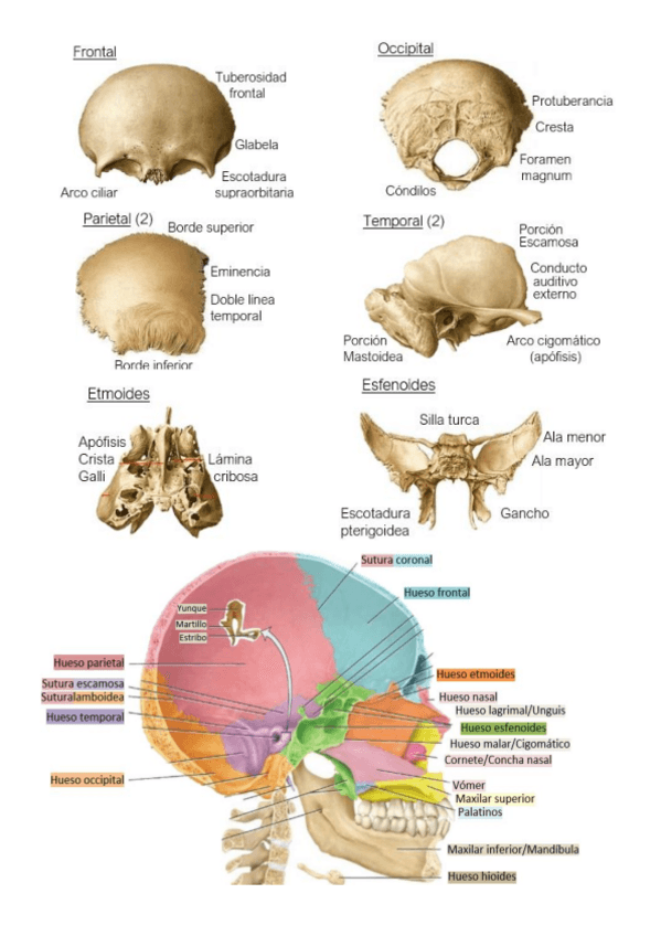 Miniatura del documento HUESOS Y MÚSCULOS CUERPO COMPLETO.pdf
