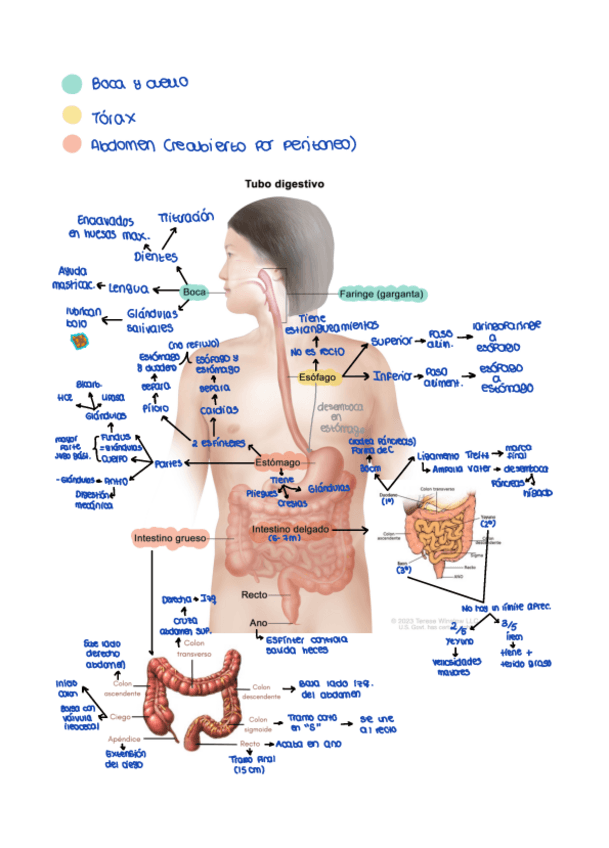 Miniatura del documento Tubo-digestivo.pdf