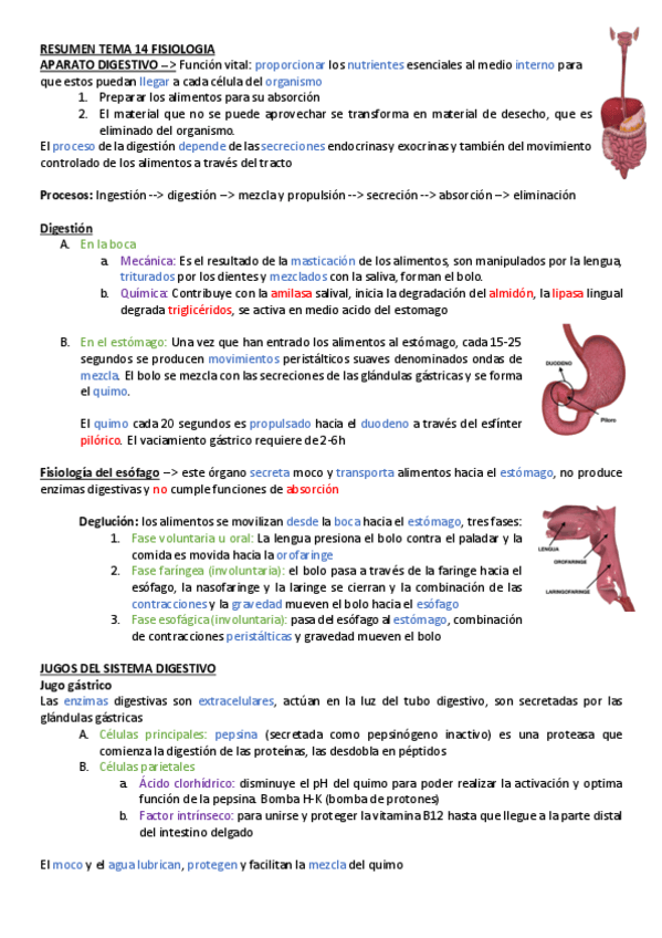 Miniatura del documento RESUMEN-TEMA-14-FISIOLOGIA.pdf