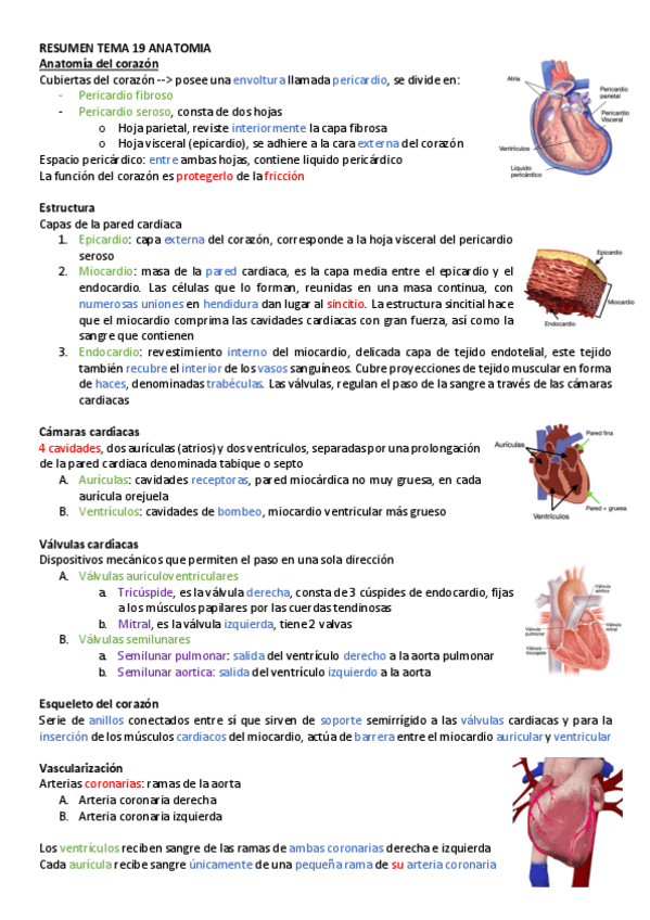 Miniatura del documento RESUMEN-TEMA-19-ANATOMIA.pdf