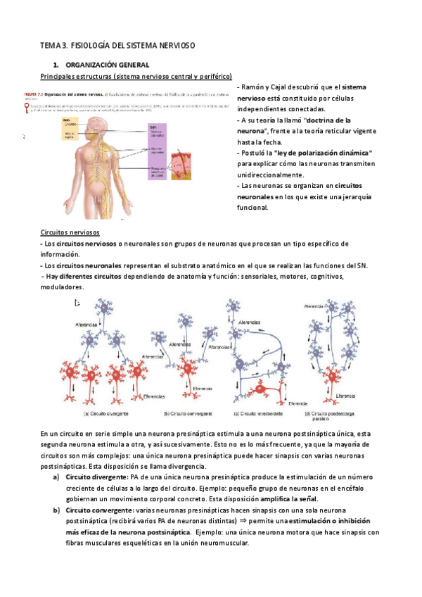 Miniatura del documento TEMA-3.-FISIOLOGIA-DEL-SISTEMA-NERVIOSO.pdf