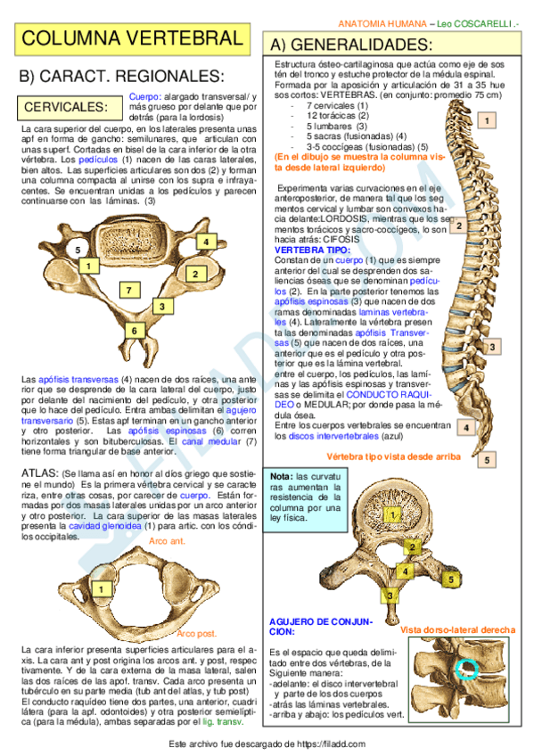 Miniatura del documento COLUMNA.pdf
