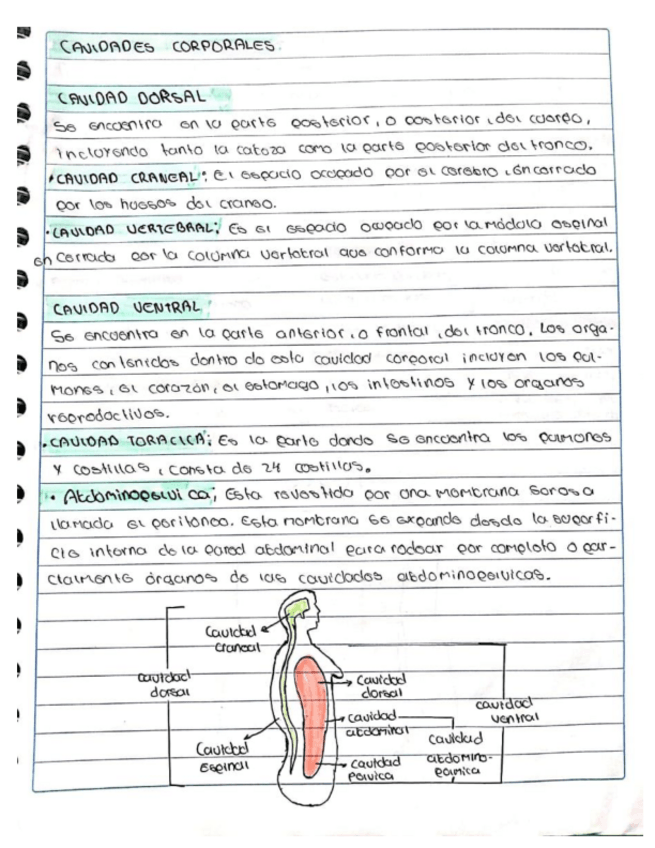 Miniatura del documento Cavidades-Corporales.pdf