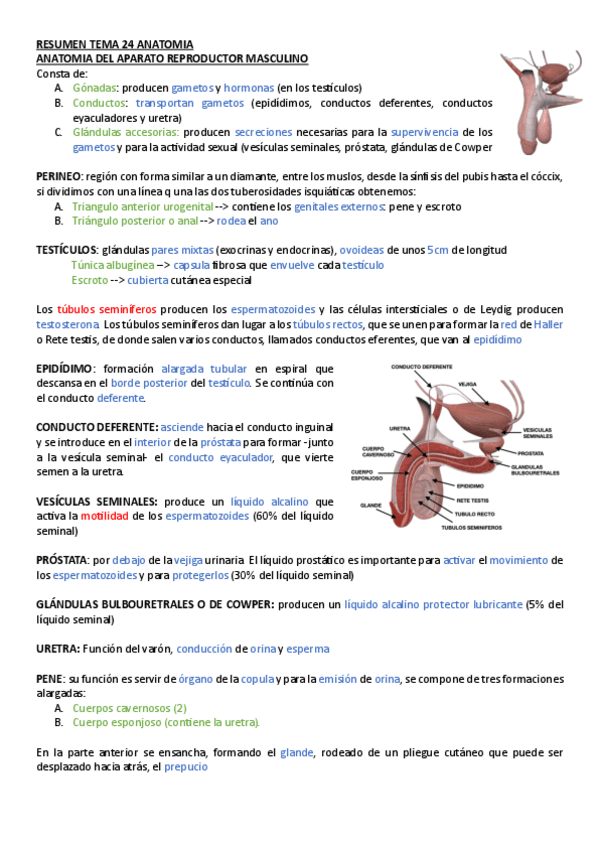 Miniatura del documento RESUMEN-TEMA-24-ANATOMIA.pdf
