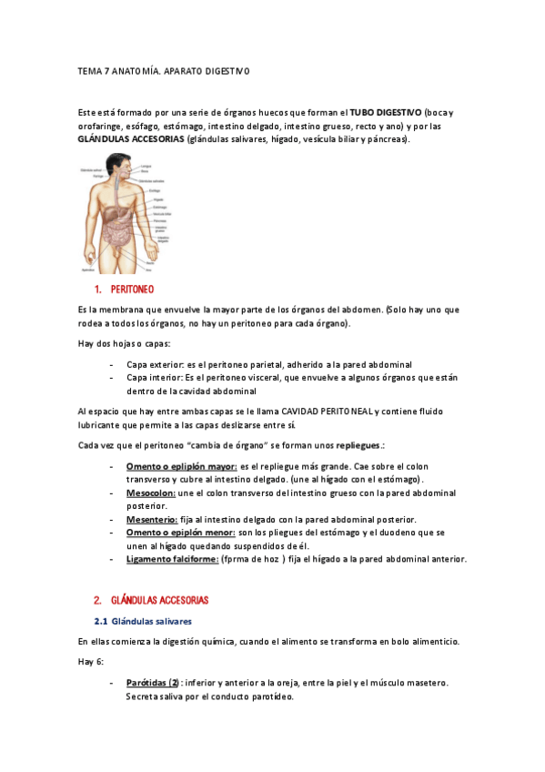 Miniatura del documento TEMA-7-ANATOMIA.pdf