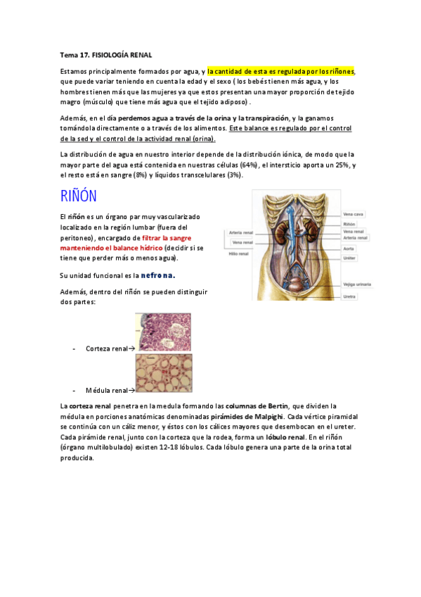 Miniatura del documento Tema-17.-Sistema-renal.pdf