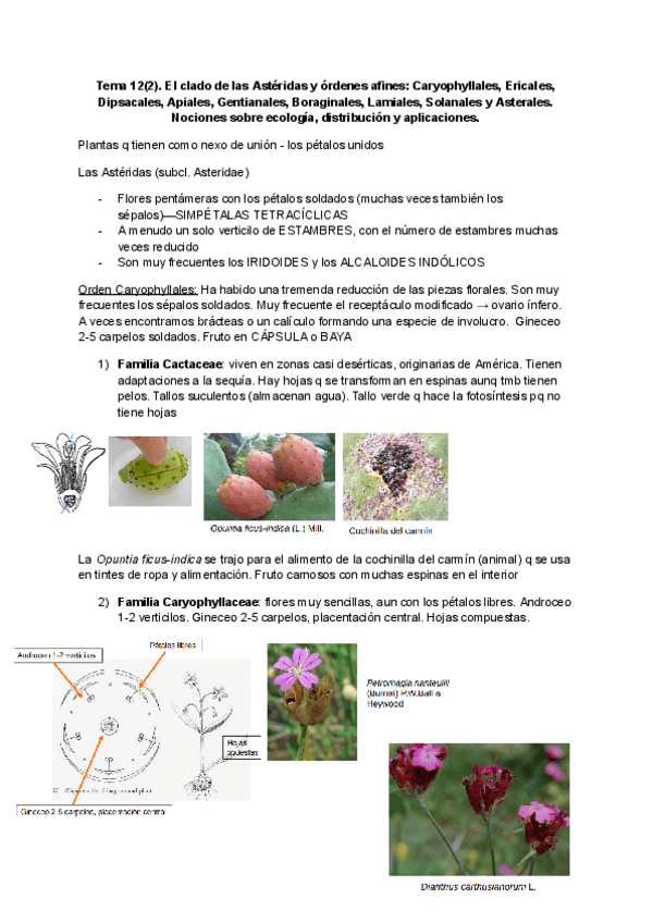 Miniatura del documento Tema-12.2 Astéridas.pdf
