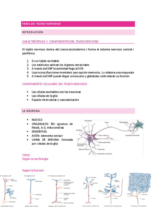 Miniatura del documento Tema-20-castellano.pdf