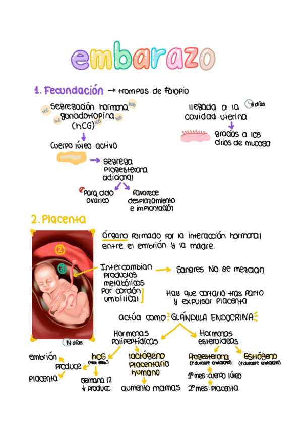 Miniatura del documento Embarazo.pdf