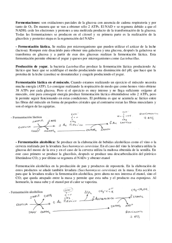 Miniatura del documento Catabolismo-Fermentaciones.pdf
