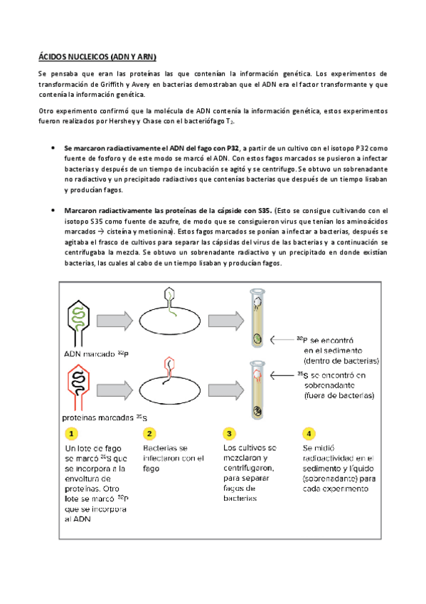Miniatura del documento Acidos-Nucleicos.pdf