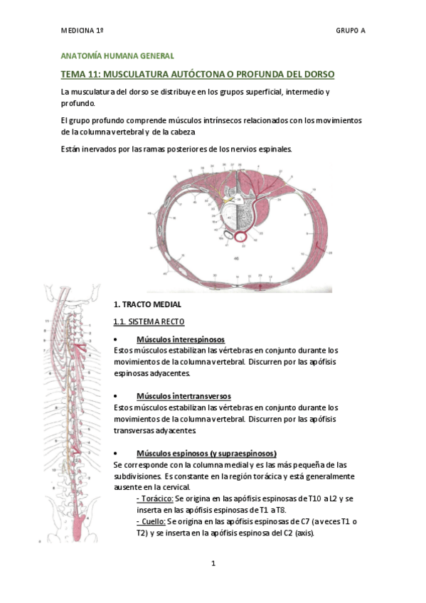 Miniatura del documento TEMA 11 - MUSCULATURA AUTÓCTONA DEL DORSO.pdf